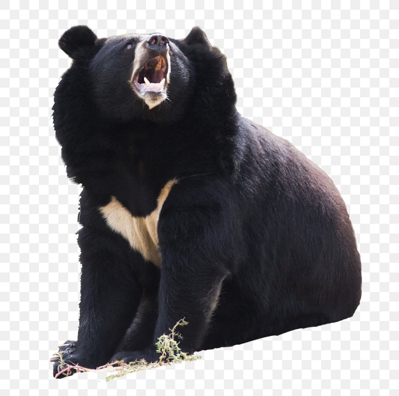 American Black Bear Polar Bear Asian Black Bear Brown Bear Himalayan Black Bear, PNG, 755x814px, American Black Bear, Animal, Animal Welfare, Asian Black Bear, Bear Download Free