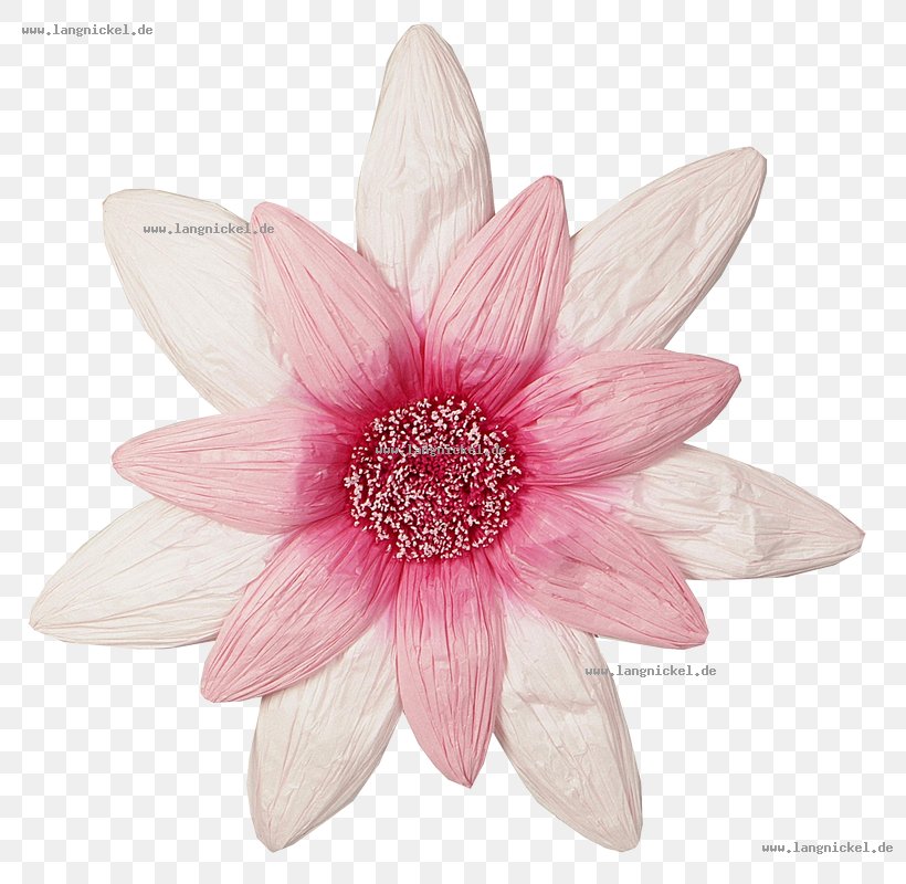 Paper Petal Flower Pink Blume, PNG, 800x800px, Paper, Blume, Centimeter, Color, Cut Flowers Download Free