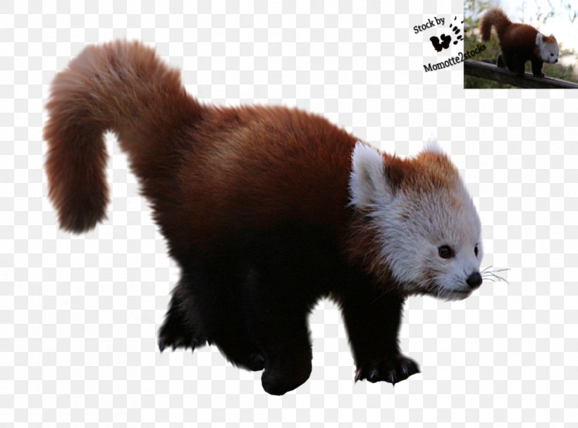 Red Panda Giant Panda Clip Art, PNG, 1037x770px, Red Panda, Android, Animal, Carnivoran, Drawing Download Free