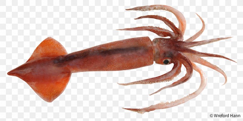 Squid As Food Colossal Squid Nototodarus Sloanii, PNG, 1280x639px, Squid, American Lobster, Animal Source Foods, Cephalopod, Colossal Squid Download Free