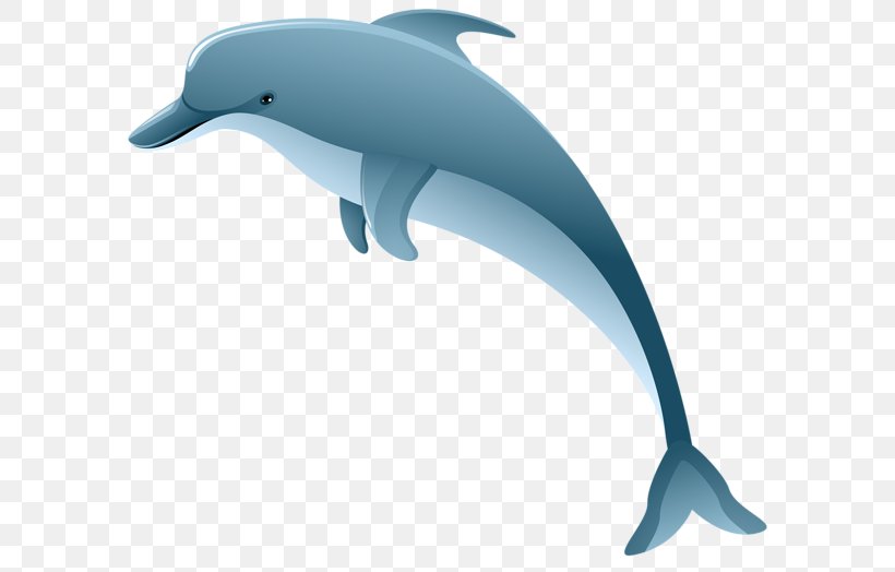 Common Bottlenose Dolphin Short-beaked Common Dolphin Tucuxi Clip Art, PNG, 600x524px, Common Bottlenose Dolphin, Bottlenose Dolphin, Cetacea, Chinese White Dolphin, Dolphin Download Free