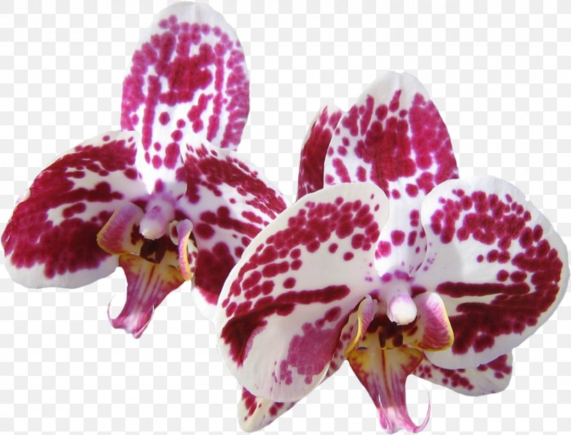Desktop Wallpaper Orchids Computer Flower, PNG, 1600x1220px, Orchids, Cattleya, Cattleya Orchids, Computer, Description Download Free