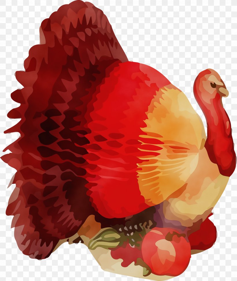 Red Turkey Bird Coquelicot, PNG, 2528x3000px, Thanksgiving Turkey, Bird, Coquelicot, Paint, Red Download Free