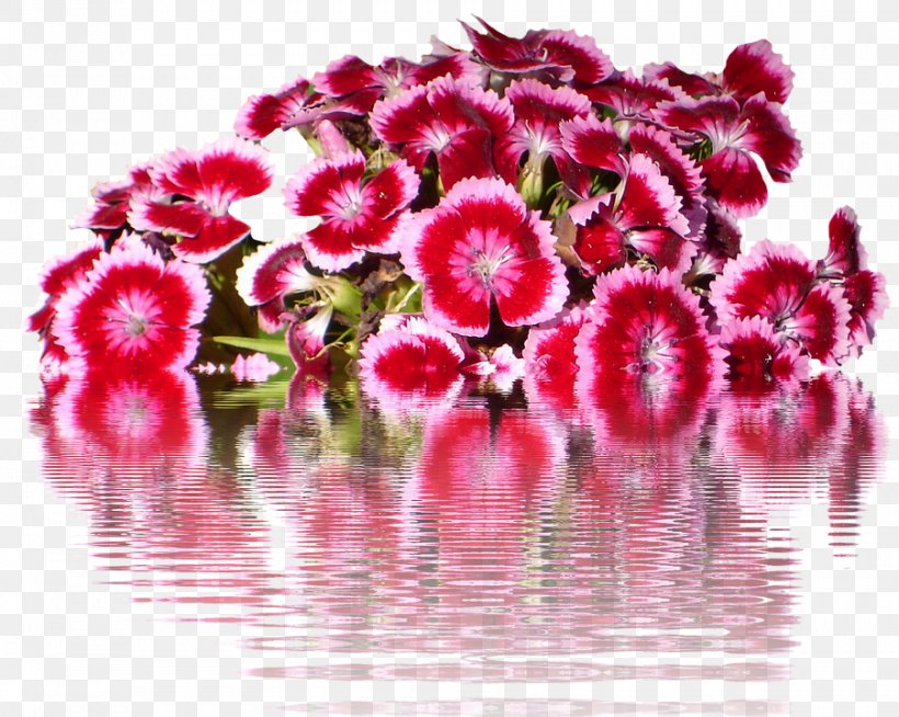 Sweet William Carnation Flower Petal China Pink, PNG, 902x720px, Sweet William, Annual Plant, Carnation, China Pink, Cut Flowers Download Free