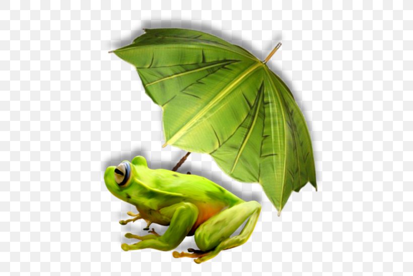 Tree Frog, PNG, 600x548px, Tree Frog, Amphibian, Bird, Blog, Christmas Download Free