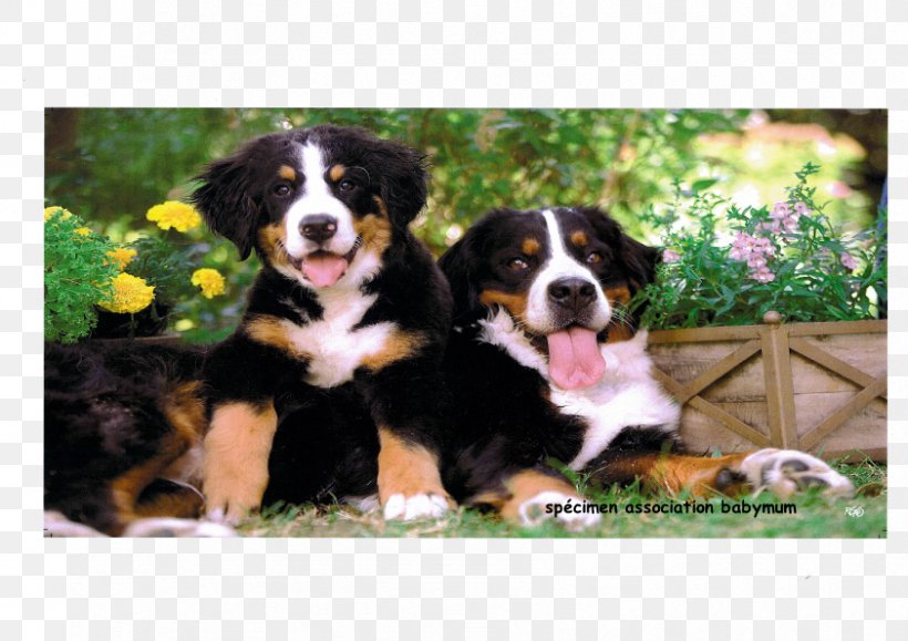 Bernese Mountain Dog Greater Swiss Mountain Dog Dog Breed Entlebucher Mountain Dog Appenzeller Sennenhund, PNG, 842x595px, Bernese Mountain Dog, Apadrinhamento, Appenzeller Sennenhund, Breed, Breed Group Dog Download Free