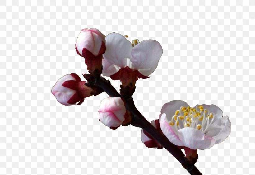 Flower Apricot Tree, PNG, 1024x702px, Flower, Apricot, Blossom, Branch, Bud Download Free