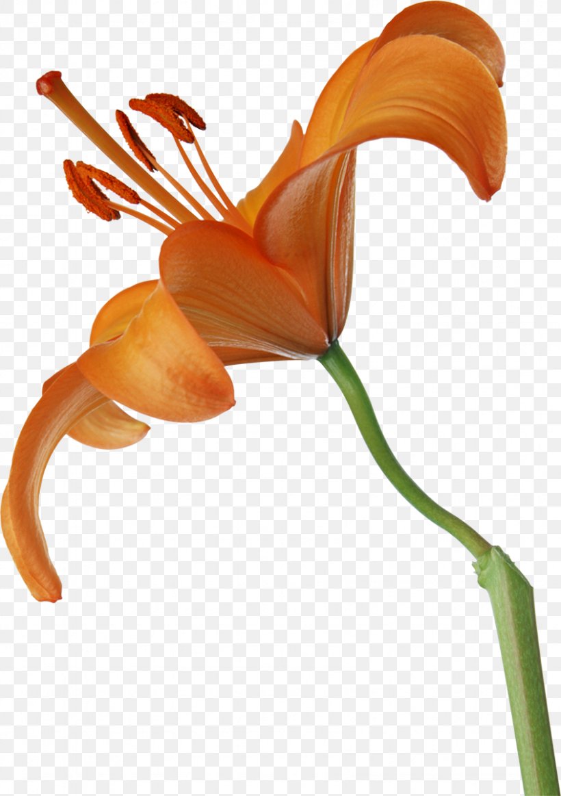Flower Lilium, PNG, 846x1200px, Flower, Cut Flowers, Daylily, Designer, Flora Download Free