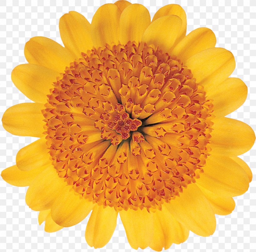 Transvaal Daisy Cut Flowers Floristry Chrysanthemum, PNG, 1134x1120px, Transvaal Daisy, Calendula, Chrysanthemum, Chrysanths, Cut Flowers Download Free