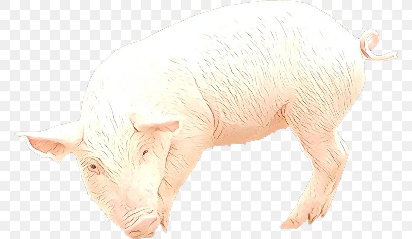 Domestic Pig Suidae Livestock Boar Snout, PNG, 768x475px, Cartoon, Boar, Domestic Pig, Livestock, Snout Download Free