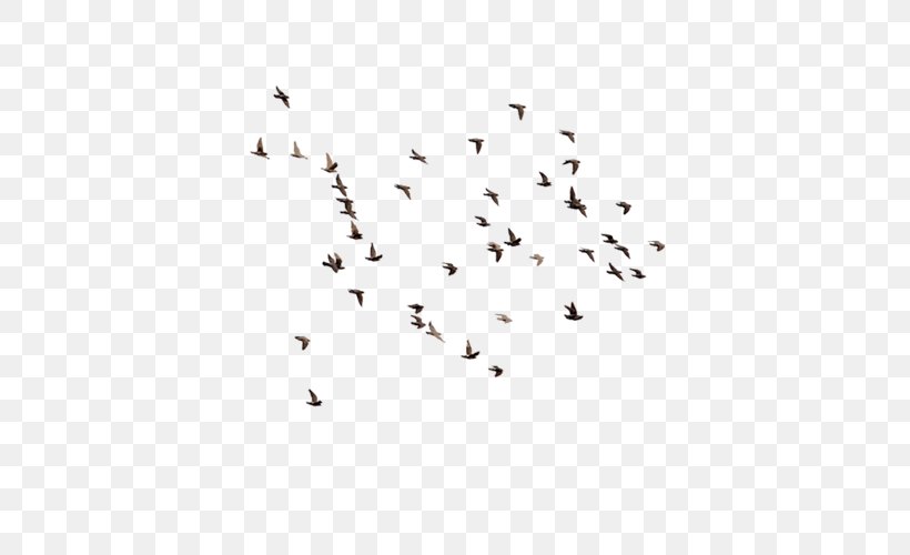 Flight Bird Swan Goose Flock, PNG, 500x500px, Flight, Area, Bird, Black And White, Flock Download Free