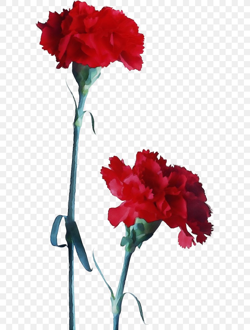 Flower Carnation Plant Red Cut Flowers, PNG, 588x1080px, Watercolor, Carnation, Cut Flowers, Dianthus, Flower Download Free