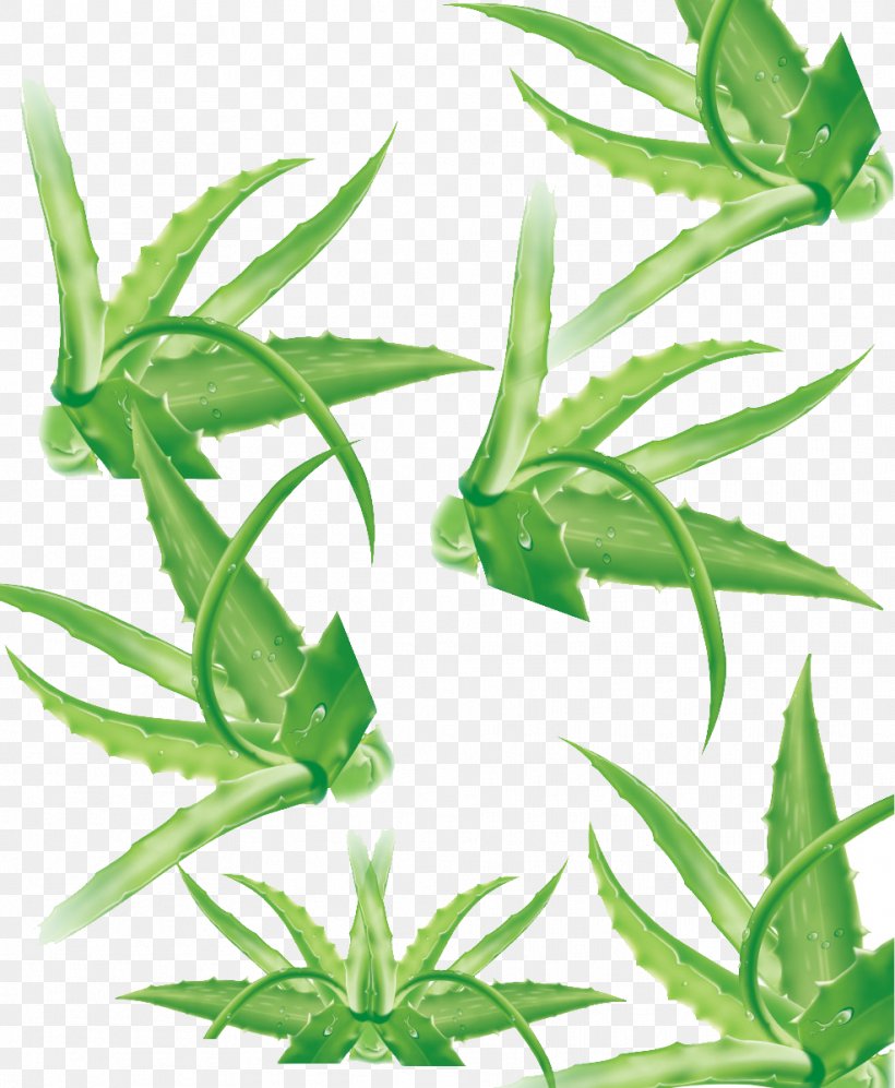 Aloe Vera Leaf Aloe Vera Leaf Lemongrass Plant Stem, PNG, 986x1200px, Aloe Vera, Aloe, Aloe Vera Leaf, Aquarium Decor, Artemisia Argyi Download Free