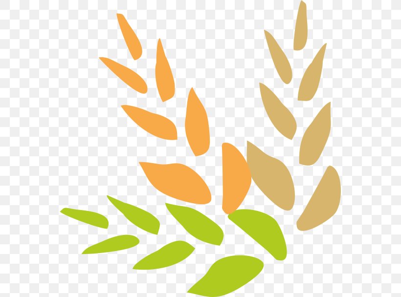 Food Cereal Spelt Pasta Buckwheat, PNG, 576x608px, Food, Artwork, Bran, Bread, Buckwheat Download Free