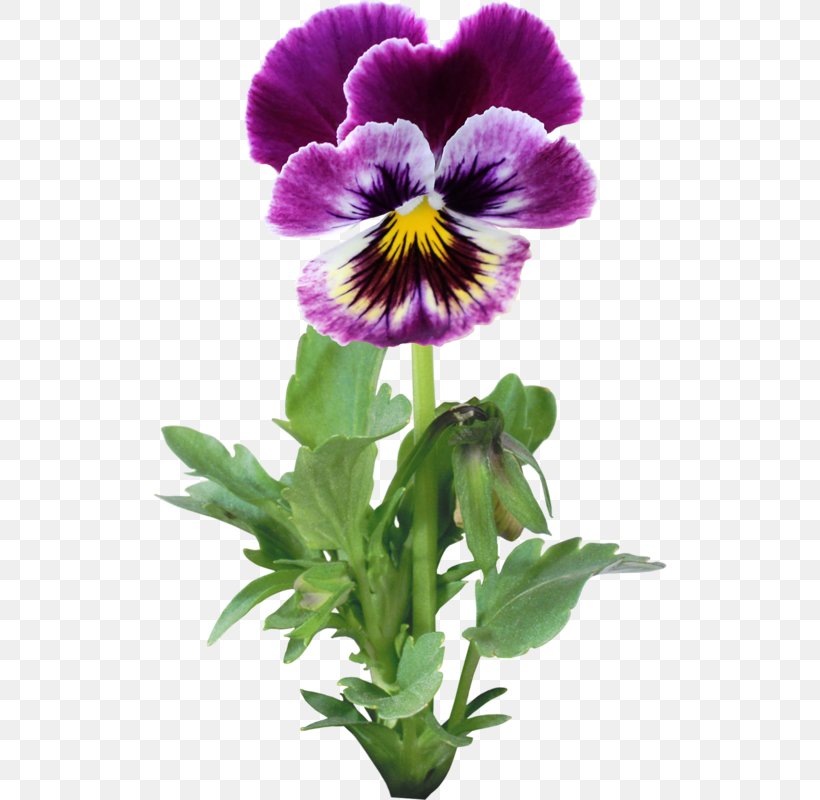 Pansy Flower Garden, PNG, 514x800px, Pansy, Annual Plant, Blume, Flower, Flowering Plant Download Free