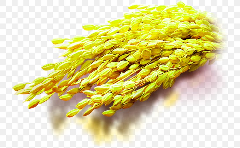 Rice Download Computer File, PNG, 737x504px, Rice, Broomcorn, Commodity, Computer Network, Grauds Download Free