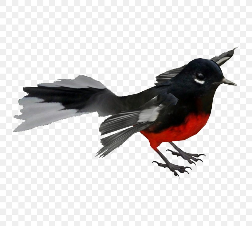 Beak Bird Feather Wing, PNG, 737x737px, Beak, Bird, Crow Like Bird, Feather, Wing Download Free