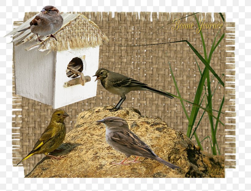 Finches Bird Food American Sparrows Beak, PNG, 800x624px, Finches, American Sparrows, Beak, Bird, Bird Food Download Free