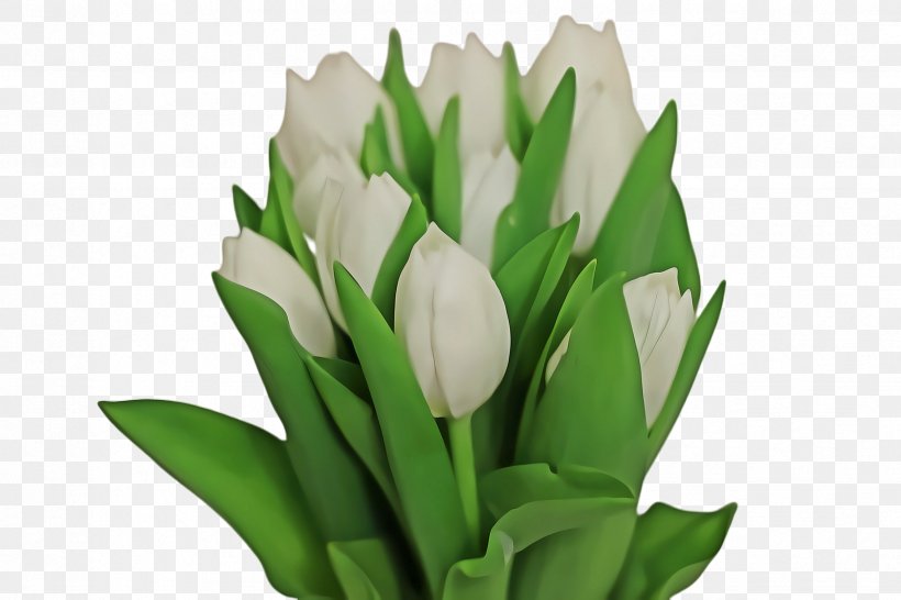 Flowers Background, PNG, 2448x1632px, Tulip, Blossom, Cut Flowers, Flora, Flower Download Free