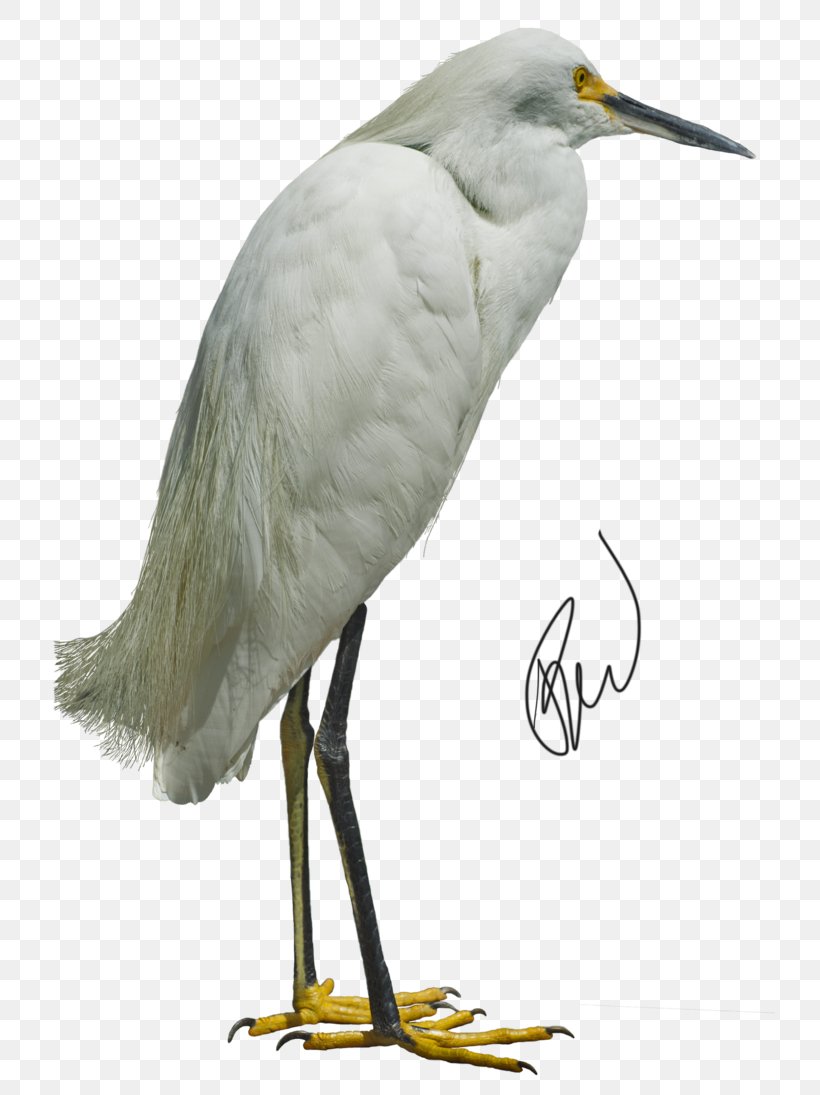 Great Egret Bird Heron White Stork, PNG, 730x1095px, Great Egret, Beak, Bird, Cattle Egret, Ciconiiformes Download Free