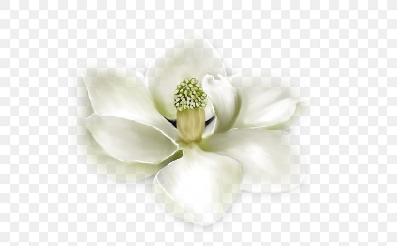 Petal Southern Magnolia Magnolia Family Southern Blot Flower, PNG, 580x509px, Petal, Blot, Body Jewelry, Cut Flowers, Flower Download Free