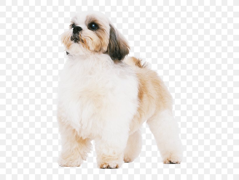 Shih Tzu Havanese Dog Lhasa Apso Puppy Dog Breed, PNG, 714x620px, Shih Tzu, Breed, Breed Group Dog, Carnivoran, Companion Dog Download Free