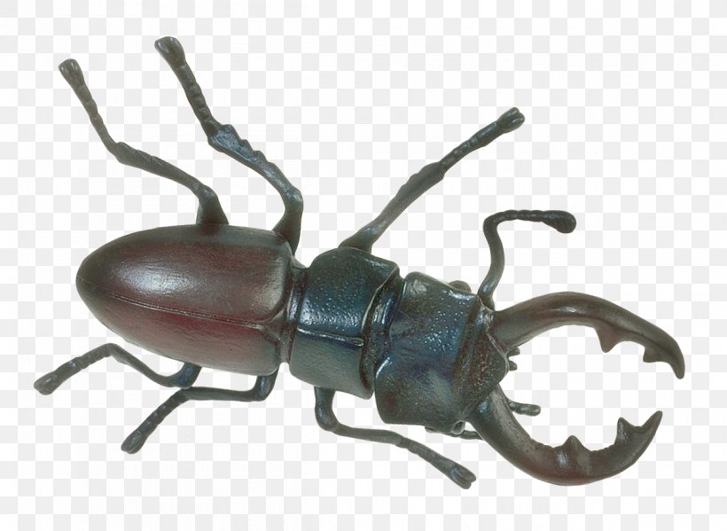 Japanese Rhinoceros Beetle, PNG, 1200x877px, Beetle, Animal, Arthropod, Bed Bug, Dynastinae Download Free