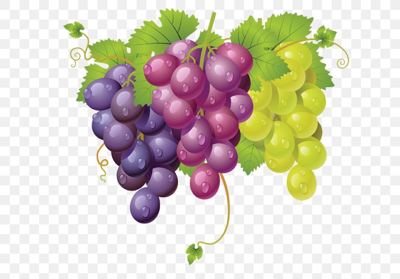 Sultana Grape International Availability Of Fanta Clip Art, PNG, 656x572px, Sultana, Drawing, Food, Fruit, Grape Download Free