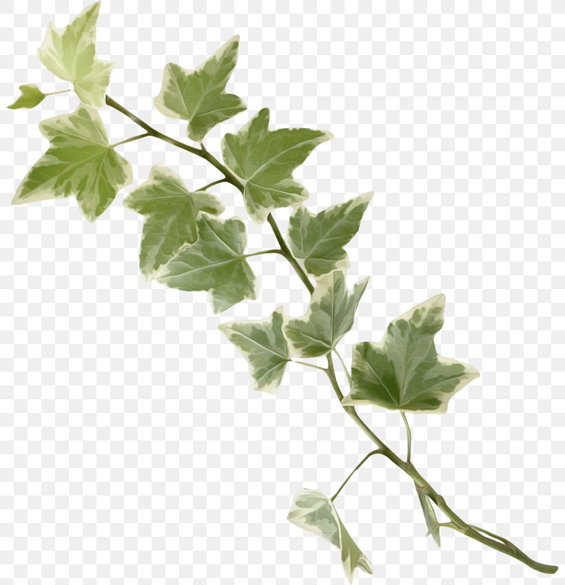 Twig Leaf Branch Green Tree, PNG, 803x850px, Twig, Branch, Color, Green, Herb Download Free