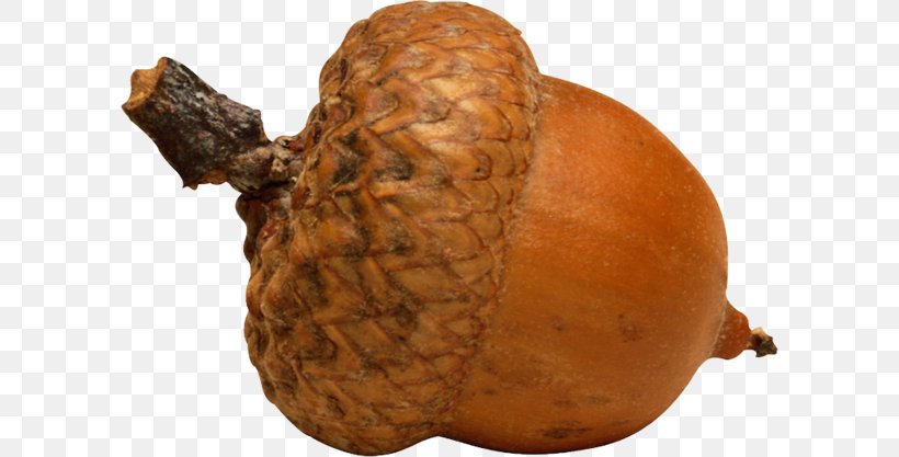 Acorn Photography, PNG, 600x417px, Acorn, Drawing, Food, Fruit, Image Resolution Download Free