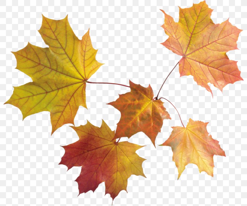 Autumn Leaf Color Clip Art, PNG, 800x686px, Autumn Leaf Color, Autumn, Deciduous, Grape Leaves, Image File Formats Download Free