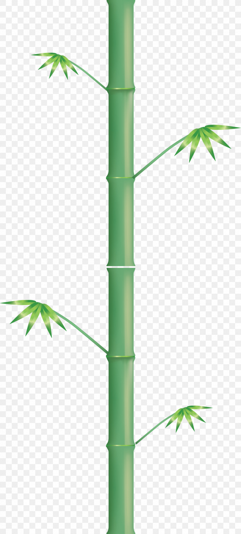 Bamboo Leaf, PNG, 1352x2999px, Bamboo, Hemp Family, Houseplant, Leaf, Plant Download Free