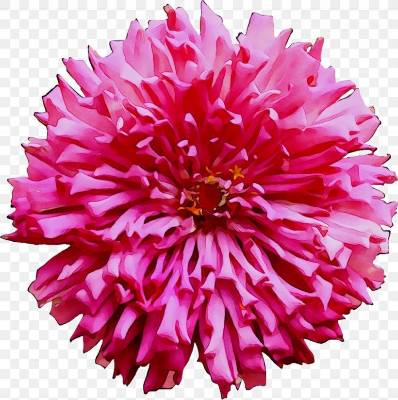 Dahlia Cut Flowers Chrysanthemum Pink M Carnation, PNG, 1025x1031px, Dahlia, Annual Plant, Artificial Flower, Carnation, China Aster Download Free