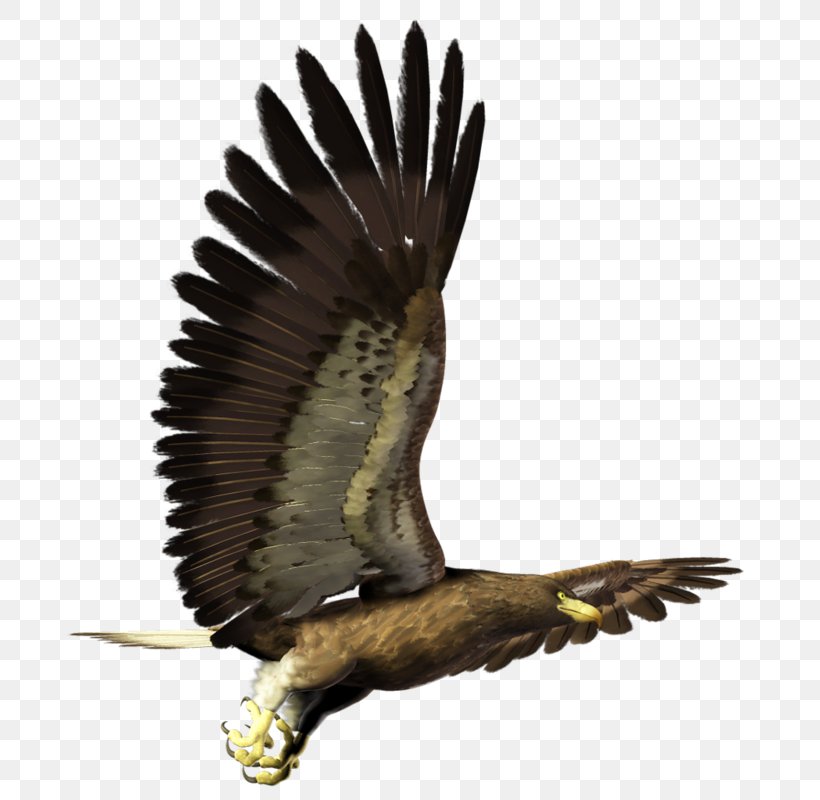 Eagle Bird Hawk Buzzard Blog, PNG, 701x800px, Eagle, Accipitridae, Accipitriformes, Beak, Bird Download Free