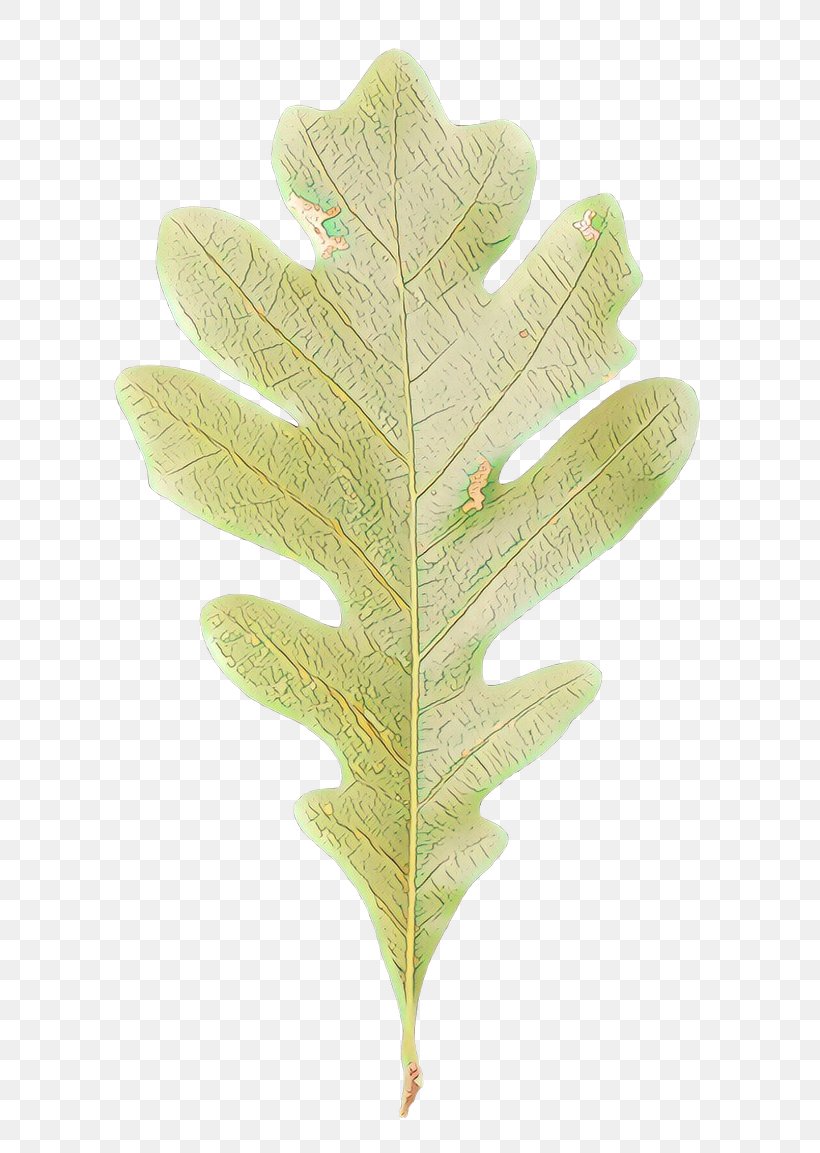Oak Tree Leaf, PNG, 650x1153px, White Oak, Acorn, Bur Oak, English Oak, Flower Download Free