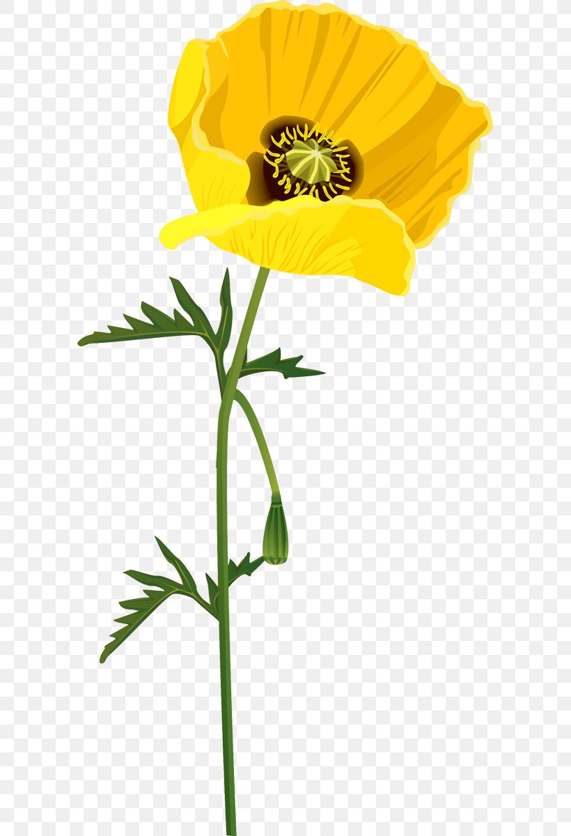 Poppy Flower Raster Graphics Clip Art, PNG, 597x1200px, Poppy, Armistice Day, Blume, Common Poppy, Cut Flowers Download Free
