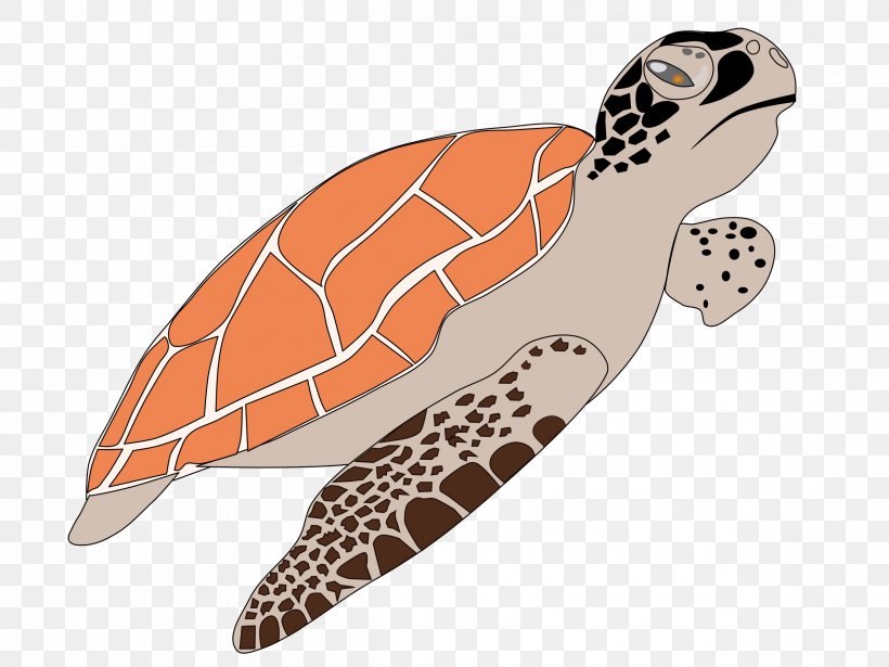 Sea Turtle Reptile Clip Art, PNG, 2400x1800px, Turtle, Cartoon, Drawing, Green Sea Turtle, Hawksbill Sea Turtle Download Free