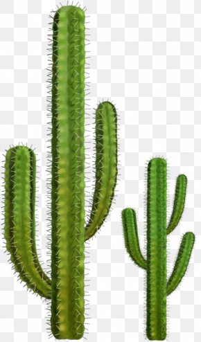 Cactuse - Cactaceae Clip Art PNG