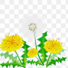 Flower Yellow Dandelion Plant Dandelion PNG