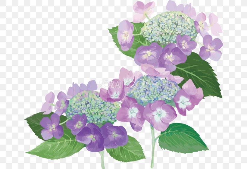 French Hydrangea Illustration Floral Design Image, PNG, 660x561px, French Hydrangea, Annual Plant, Cornales, East Asian Rainy Season, Floral Design Download Free