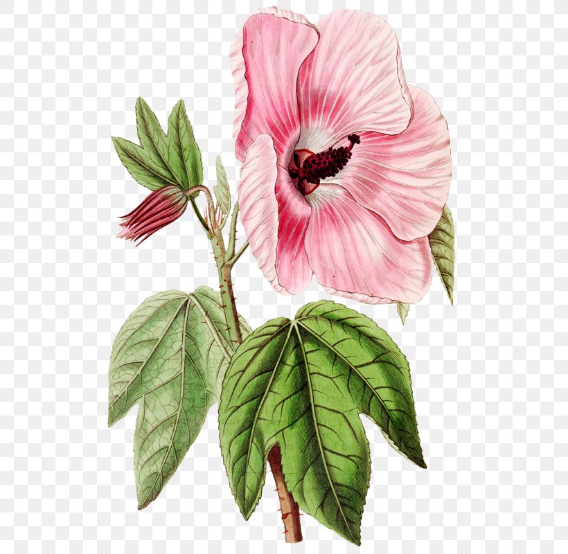 Hibiscus Splendens Botanical Illustration Drawing Image, PNG, 522x800px, Drawing, Annual Plant, Art, Botanical Illustration, China Rose Download Free