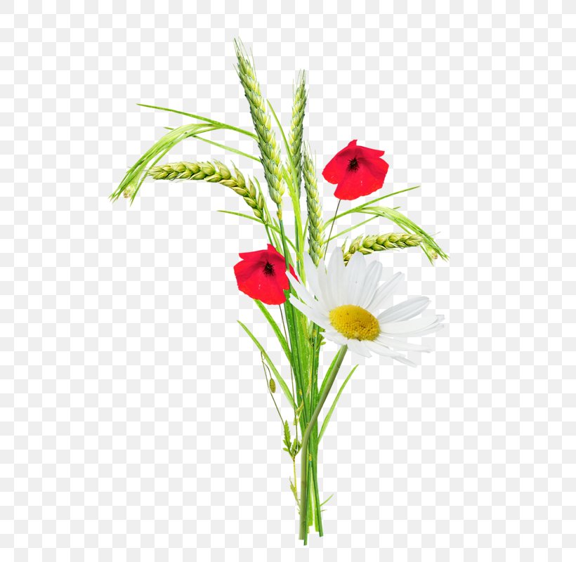 Poppy Flower Clip Art, PNG, 571x800px, Poppy, Artificial Flower, Cut Flowers, Depositfiles, Flora Download Free
