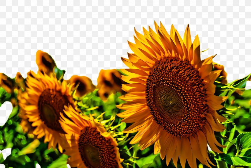 Summer Flower Background, PNG, 2444x1636px, 2018, 2019, Sunflower, Annual Plant, Asterales Download Free