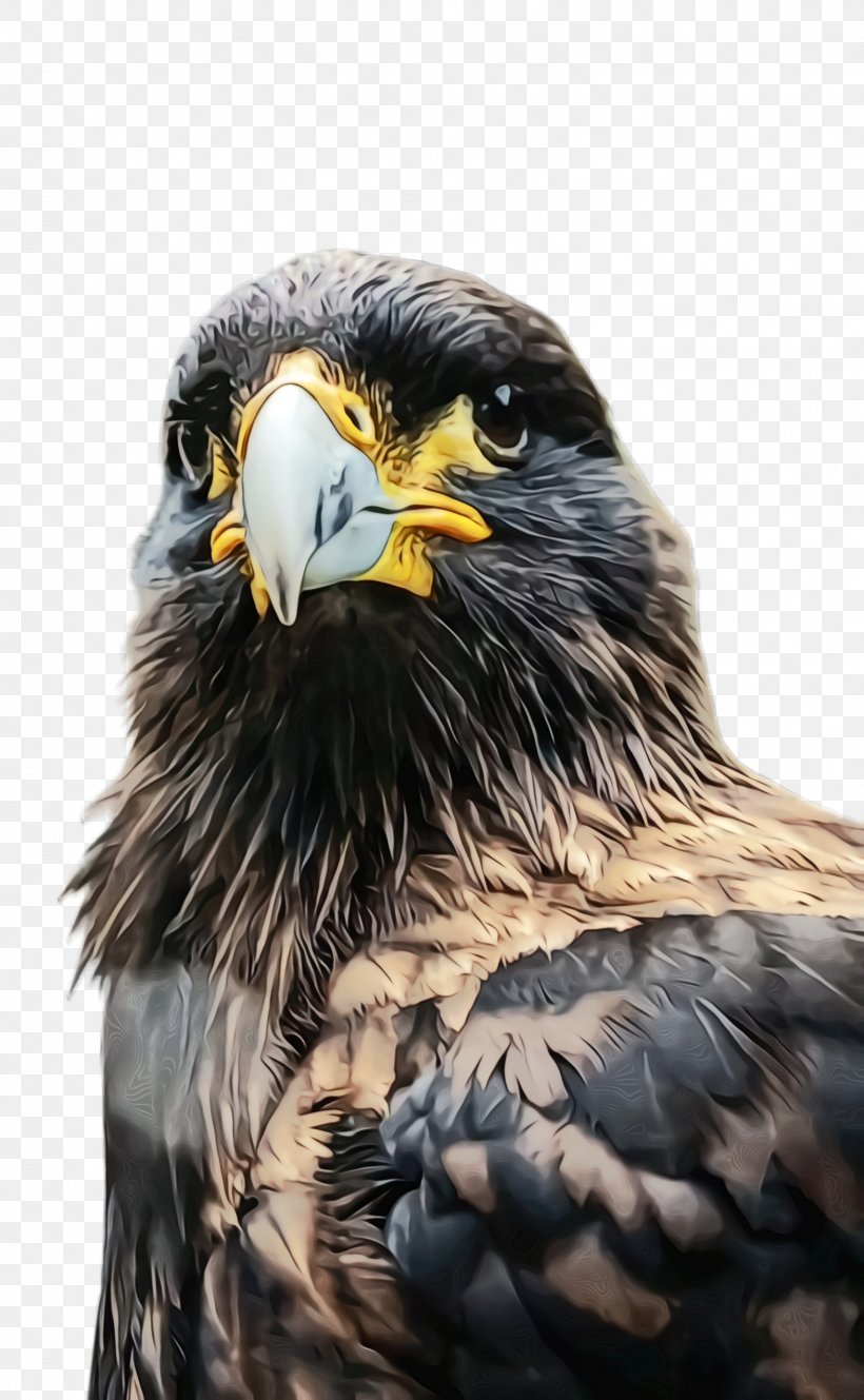 Bird Bird Of Prey Golden Eagle Eagle Beak, PNG, 1572x2548px, Watercolor, Accipitridae, Beak, Bird, Bird Of Prey Download Free