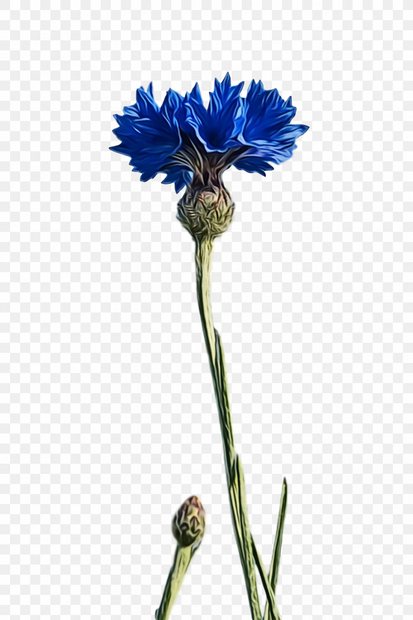 Cornflower, PNG, 960x1440px, Watercolor, Android, Blue, Bud, Cornflower Download Free