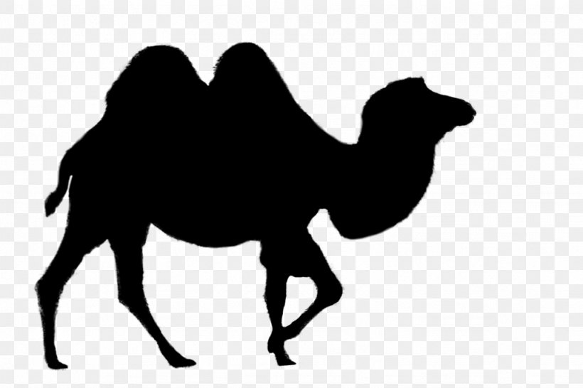 Dromedary Bactrian Camel Vector Graphics Clip Art Desert, PNG, 1024x682px, Dromedary, Animal, Arabian Camel, Bactrian Camel, Blackandwhite Download Free