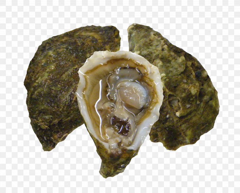 Pacific Oyster Clam Seafood Kumeyaay, PNG, 2903x2337px, Oyster, Animal Source Foods, Body Of Water, Clam, Clams Oysters Mussels And Scallops Download Free