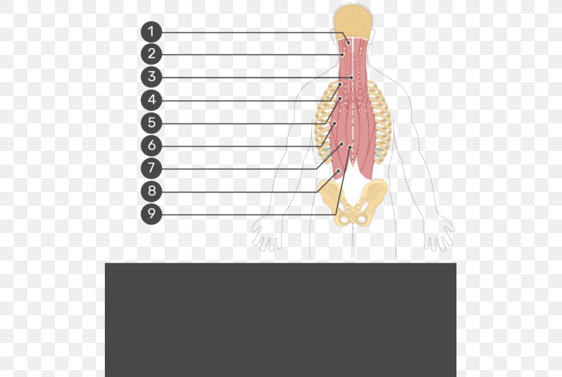 Quadratus Lumborum Muscle Longissimus Iliocostalis Origin And Insertion Png 513x550px