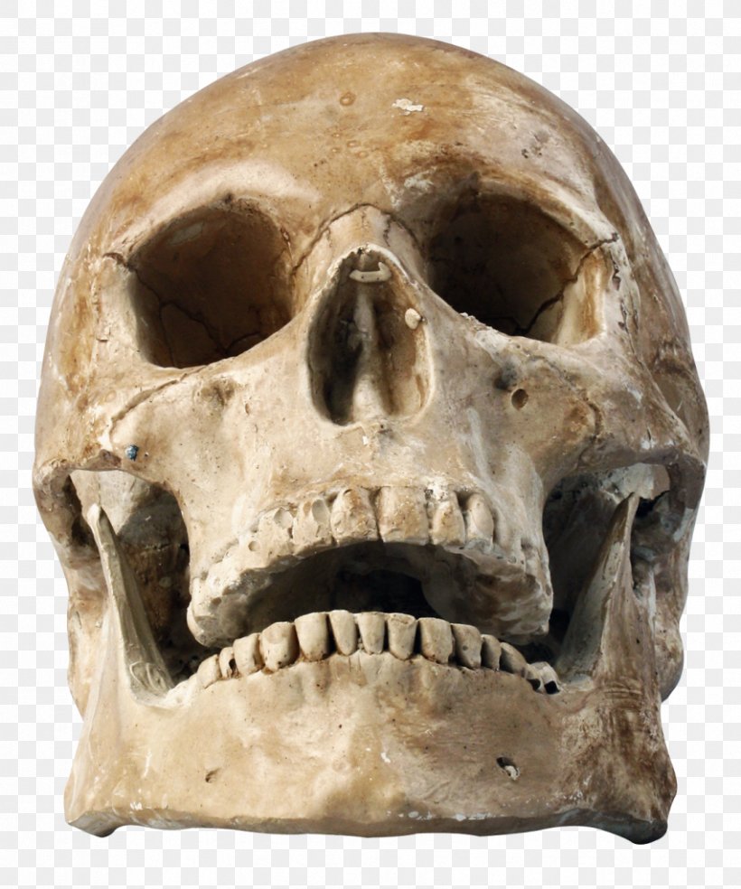 Skull Human Skeleton Clip Art, PNG, 853x1024px, Skull, Bone, Homo Sapiens, Human Body, Human Skeleton Download Free
