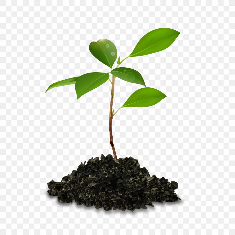 Tree, PNG, 2480x2480px, Tree, Flowerpot, Leaf, Plant, Resource Download Free
